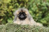 PEKINOIS 062